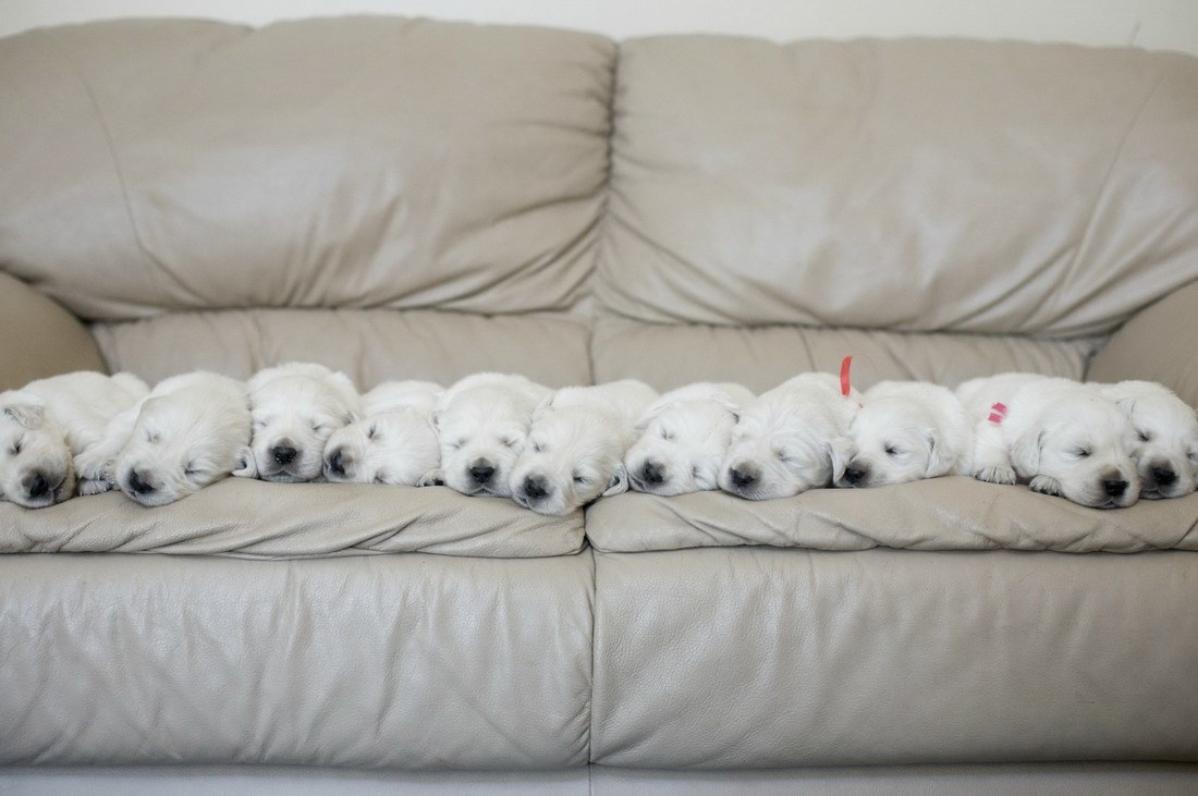 Kauč je za pufaste peseke, a ne za tebe, iš!