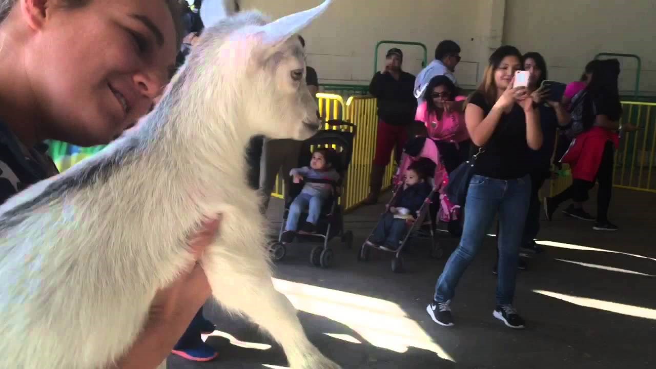 VIDEO: Medeni kozlić GusGus spašen, a onda je začuo mamin glas!