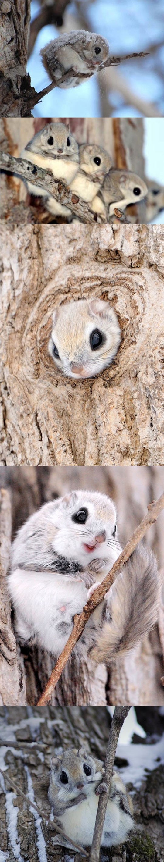 Najslađa životinjica Japana