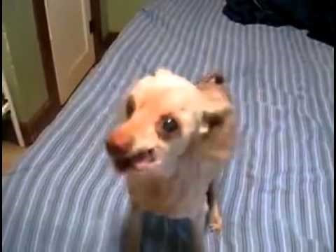 VIDEO: Huskyji dobili konkurenciju - upoznajte najsmješniju pričalicu interneta