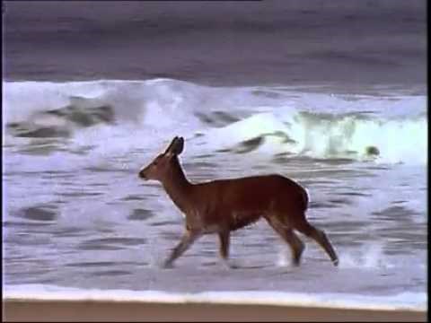 Srna prvi put upoznala ocean, pogledajte njenu reakciju