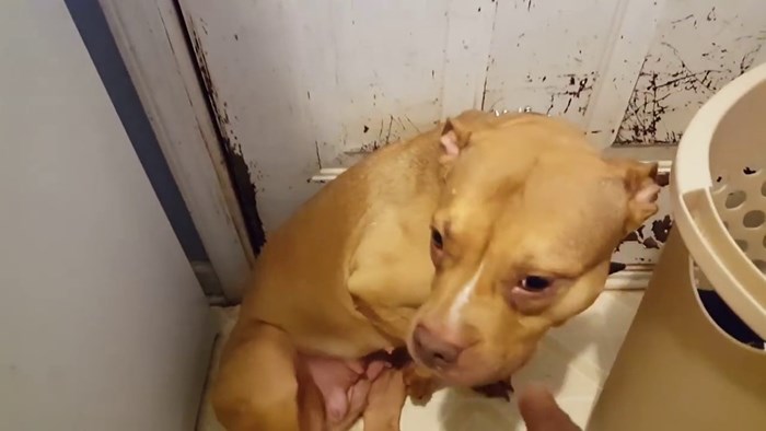 VIDEO Njena reakcija ju je izdala: Ovom vlasniku pasa nije bilo teško pogoditi tko mu je uništio trenirku!