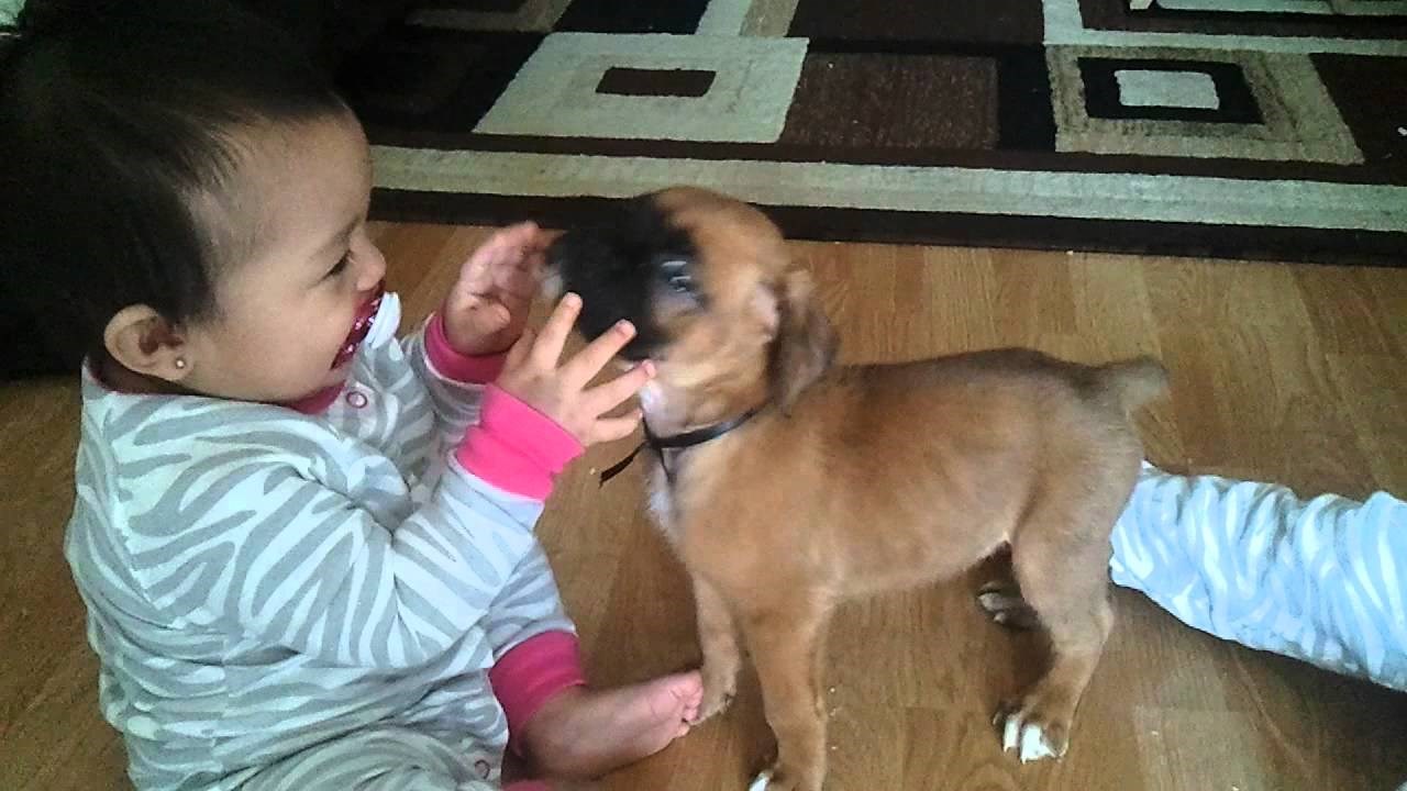 Štene i beba susreću se prvi puta, a njihove reakcije su preslatke