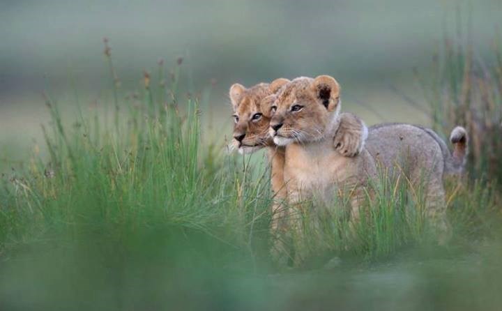 Vidiš mala, kad odrastemo, sve ovo je naše!