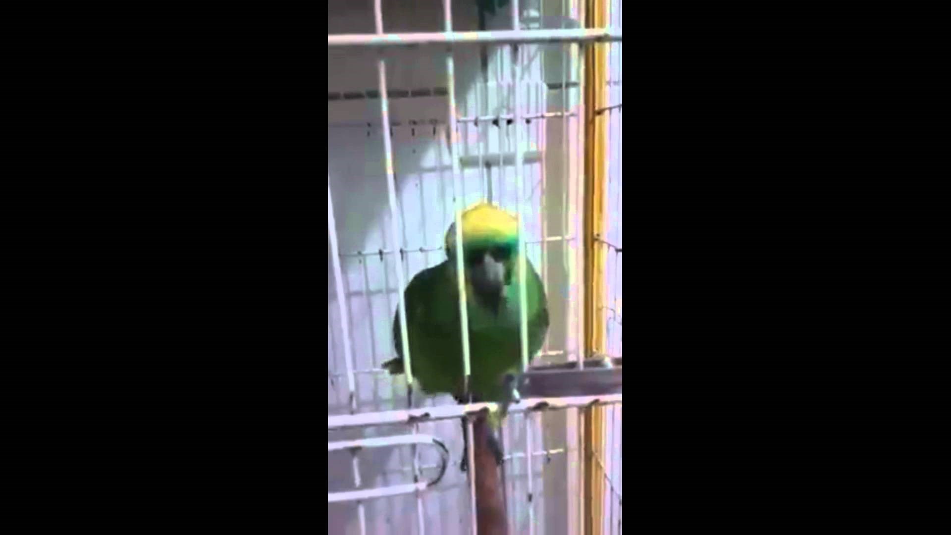 Papiga pjeva bolje od Rihanne!