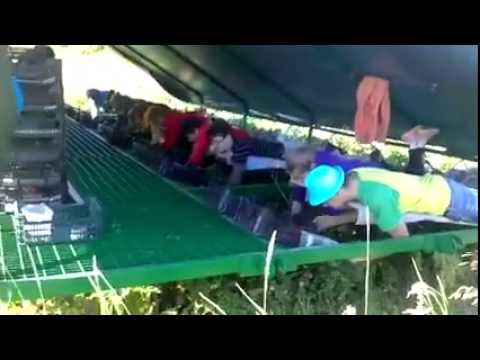 Branje jagoda nikad nije bilo lakše! E tako se organizira posao!