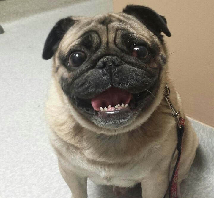 Šetnja? Vodiš me u šetnjicu? Hi, hi, hi, hi!