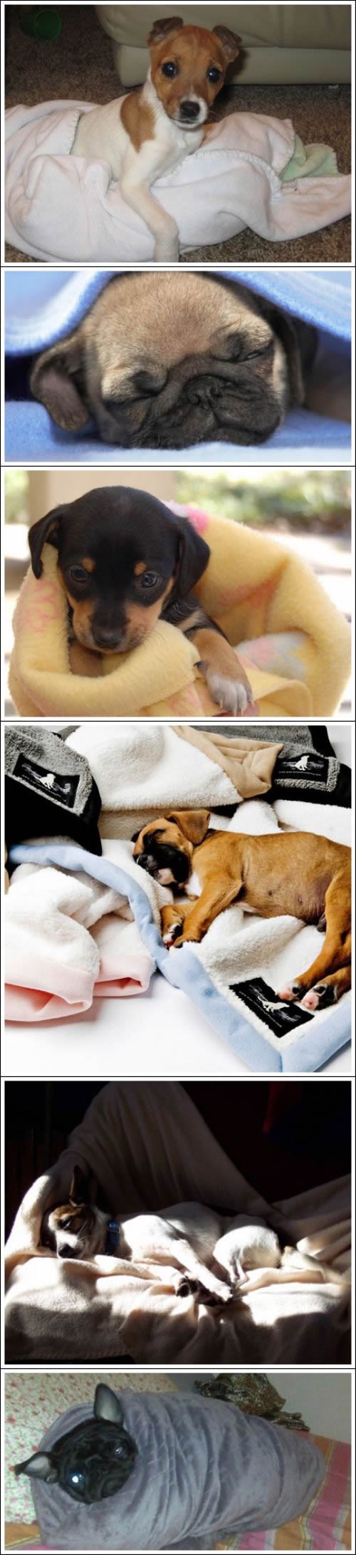 Ušuškani peseki se ne daju iz dekice