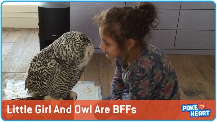 VIDEO Neobično prijateljstvo između djevojčice i sove
