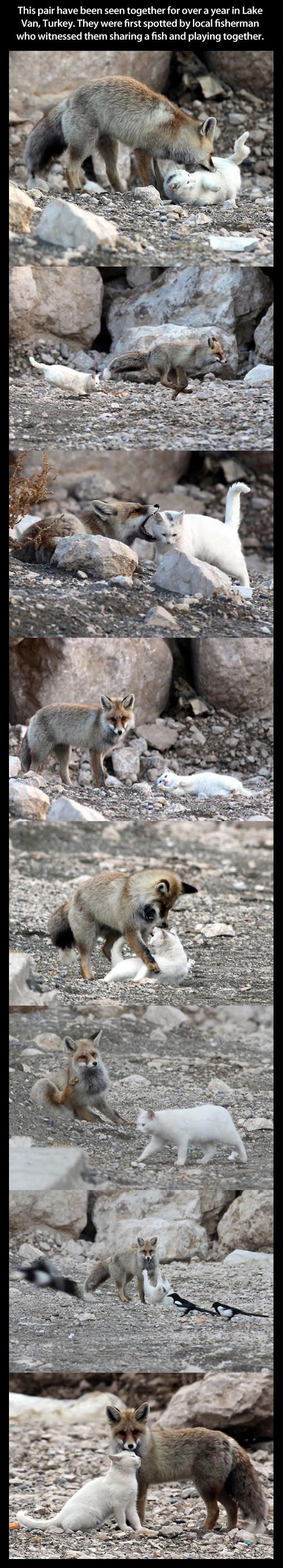 Maca i lisica udružili snage i čuvaju jedno drugo