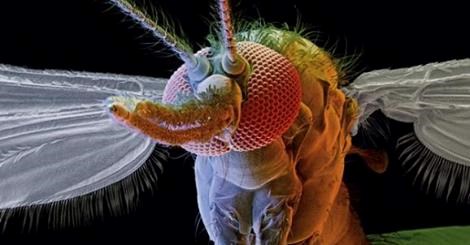 Najomraženije biće na svijetu: Gospodin komarac