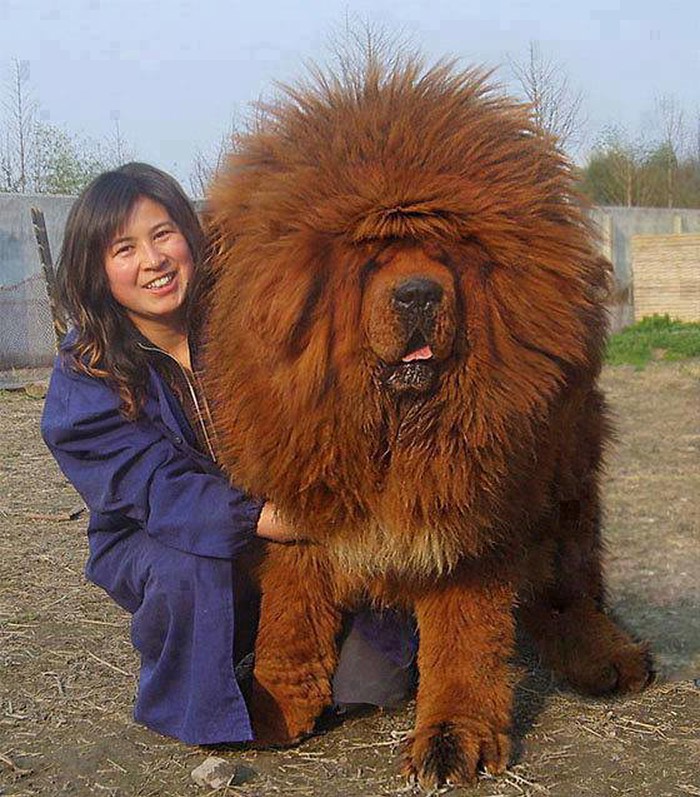 Kakvi lavovi, kakvi bakrači: Tibetski mastif!