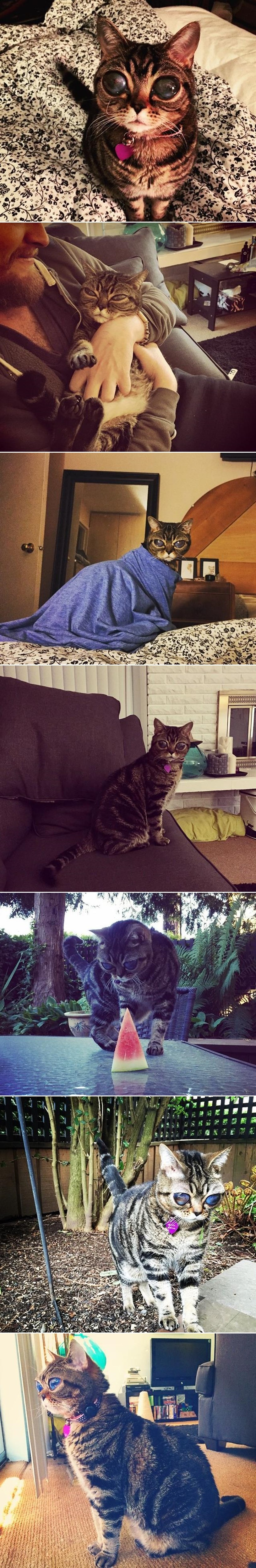 GALERIJA: Matilda - mali micek vanzemaljac