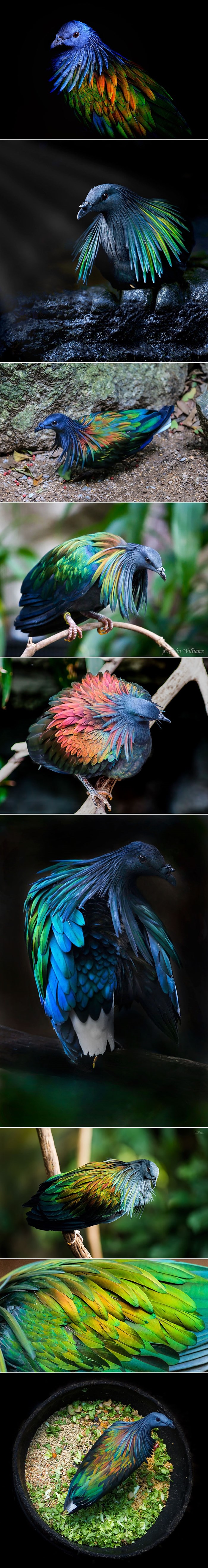 Ovj fantastični vatromet boja pripada najbližem rođaku izumrle ptice dodo