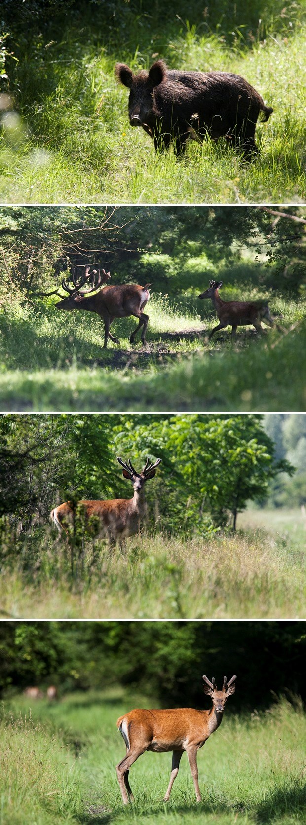 Stanovnici Kopačkog rita