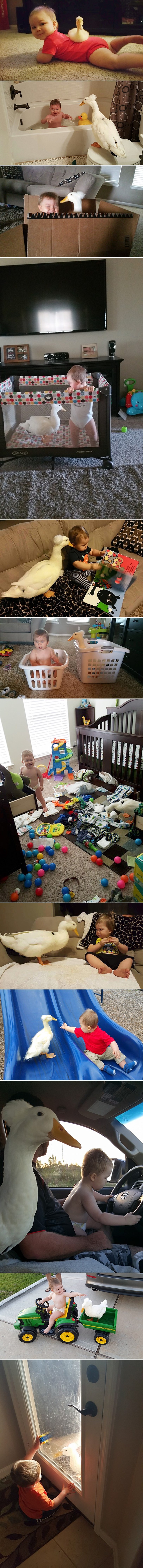 Udomljeni patak postao zaštitnik malog čovjeka