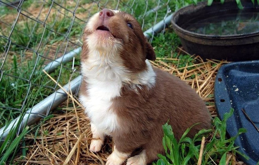 Medeni psić prvi put zavijao kao pravi strašni vuk