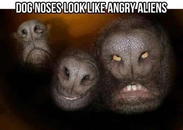 Pseće njuške ili ljutiti alieni?