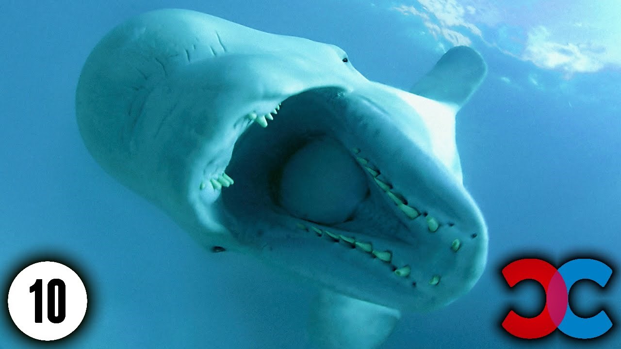 VIDEO: Deset ekstremno čudnih životinjskih hibrida koji stvarno postoje