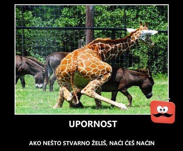 Upornost nije uvijek vrlina