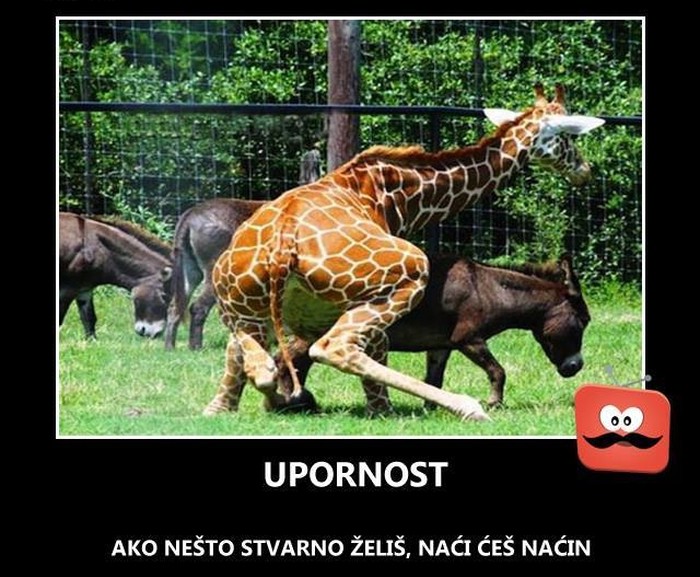 Upornost nije uvijek vrlina