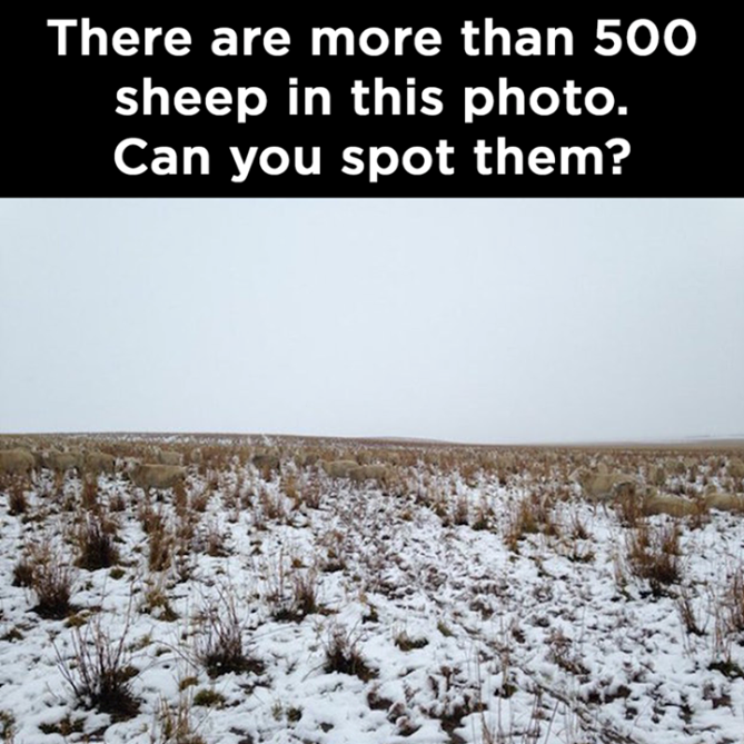 Na ovoj se slici nalazi preko 500 ovaca - vidite li ijednu?