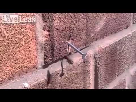 Odlučna pčela izvukla ČAVAO iz zida!