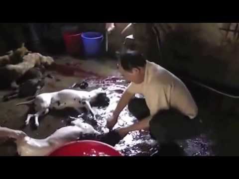 UŽASAN VIDEO: Ovo je bolna, krvava, okrutna istina o kineskom Yulin festivalu psećeg mesa