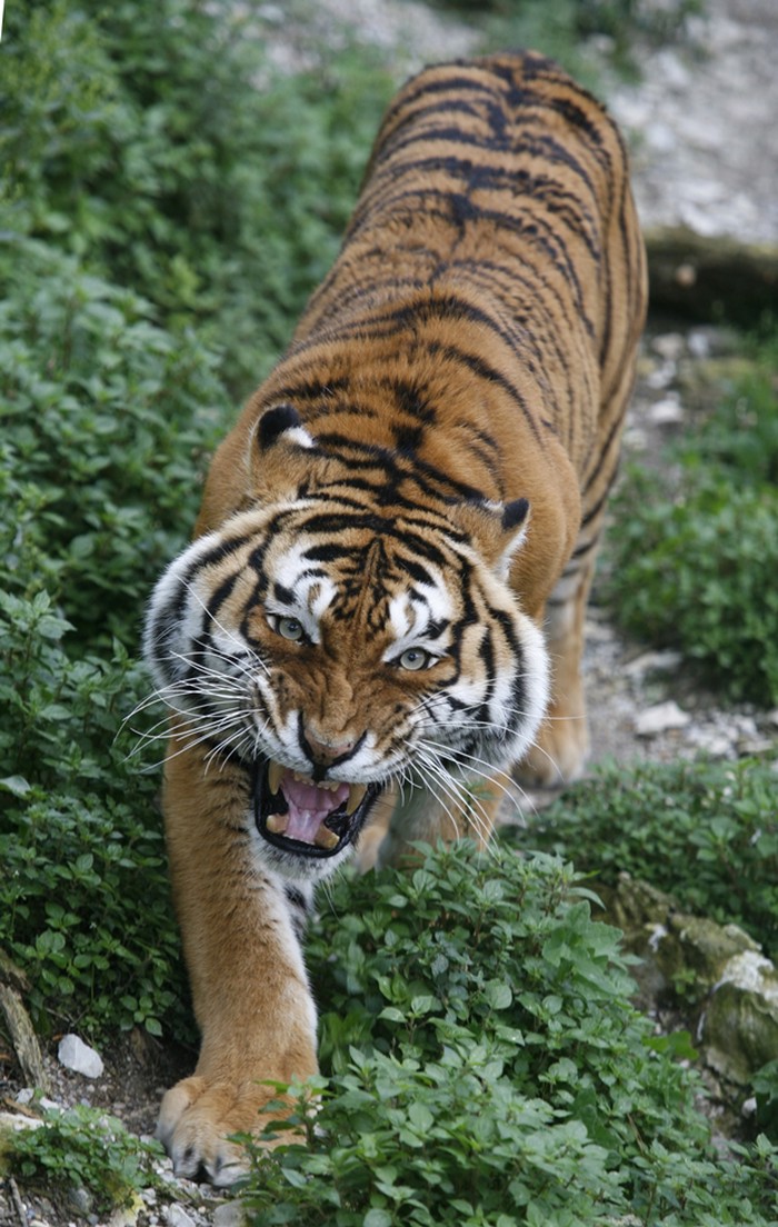 Prekrasni tigar krivac za paniku u Splitu