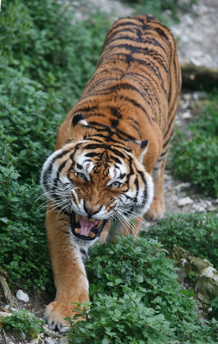 Prekrasni tigar krivac za paniku u Splitu