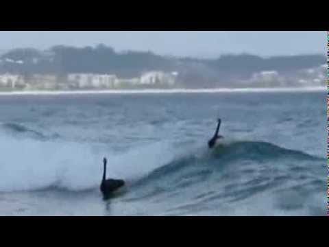 Ekipa crnih labudova surfa iz zabave!