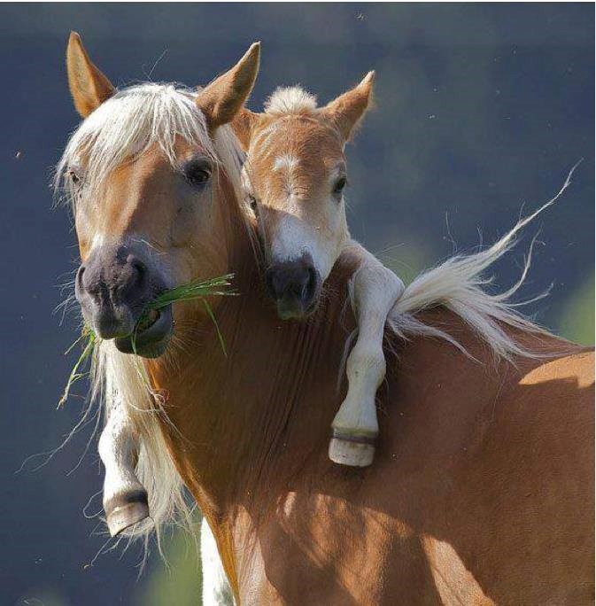 Tata i potomak uživaju na širokim livadama