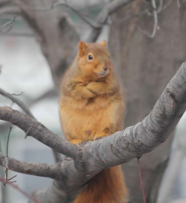 E, briga me, ne skupljam lješnjake dok ne dobijem poticaje!