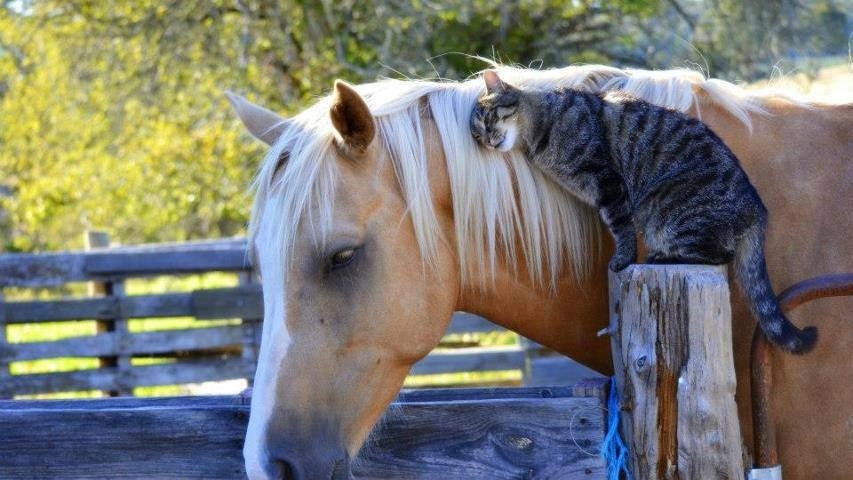 Konjiću moj, voli tebe tvoja maca, neće tebe Jastreb