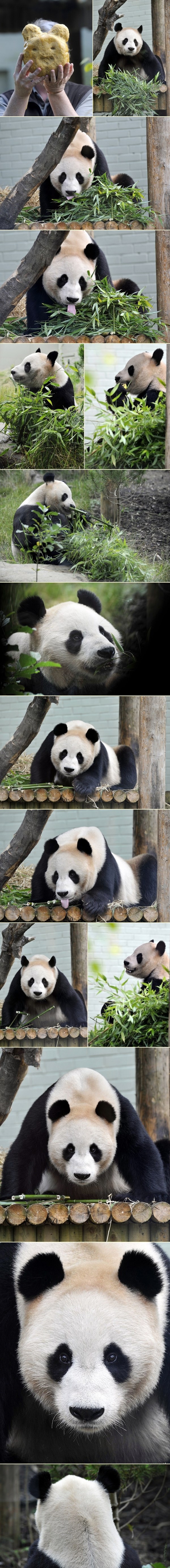 Pandica dobio "medeni" kolač za rođendan :)