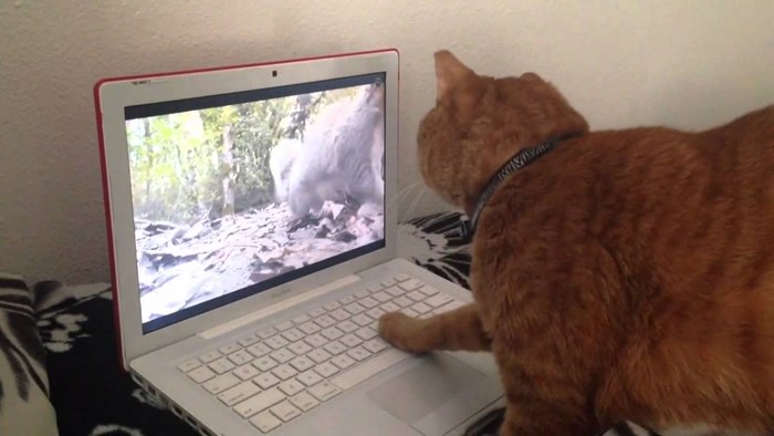 VIDEO: Zbunjenom mačku zbrisala virtualna vjeverica