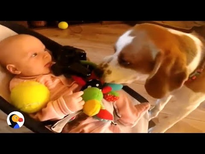 Pas je uzeo bebi igračku, a kada je počela plakati, učinio je nešto preslatko
