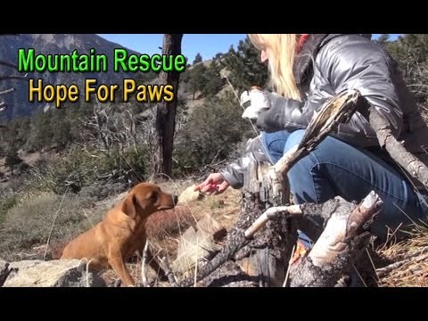 Začuli su lavež visoko u pustoši planine, ono što su pronašli slomit će vam srce