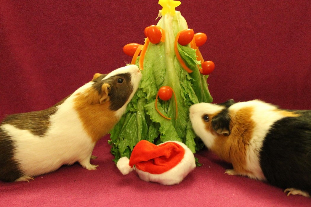 Prema zamoračkoj tradiciji, jelka se mora pojesti