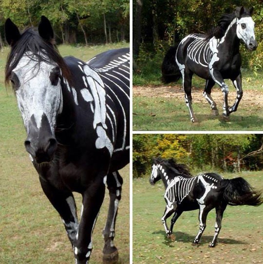 I konjić dobio kostim za Noć vještica