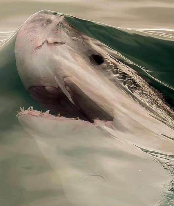 Veliki bijeli probija površinsku napetost vode