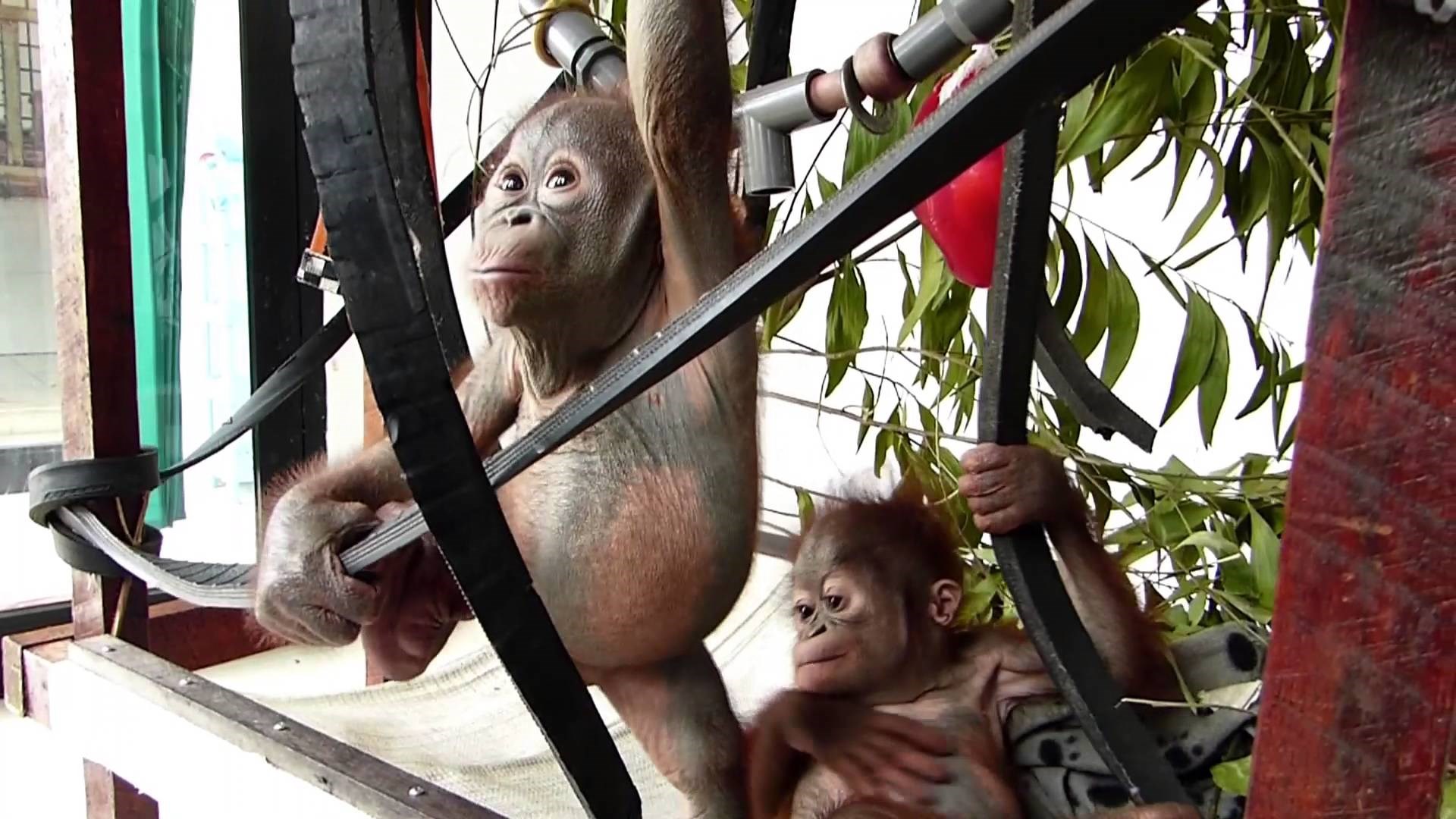 Orangutanići se zaljubili na prvi pogled