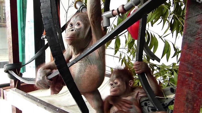 Orangutanići se zaljubili na prvi pogled