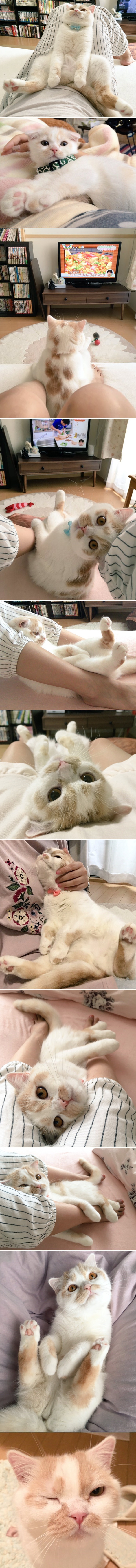 Ovo je Hoippu, umiljata maca koja voli ljenčariti i gledati TV