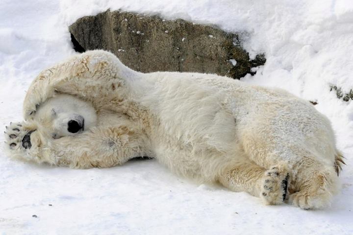 Brzo, ide Nadan, pravi se mrtav!