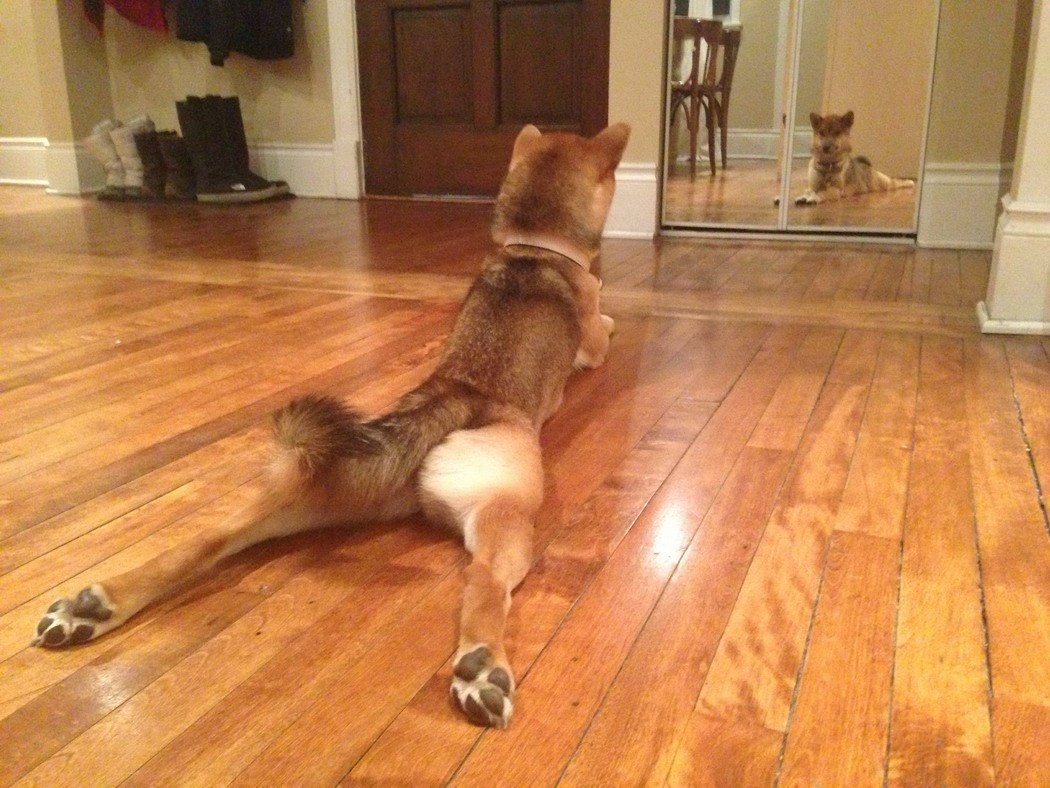 Pas baletan vježba za božićnu predstavu