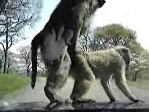 Napaljeni majmuni im se poseksali na autu, djeca traumatizirana do kraja života