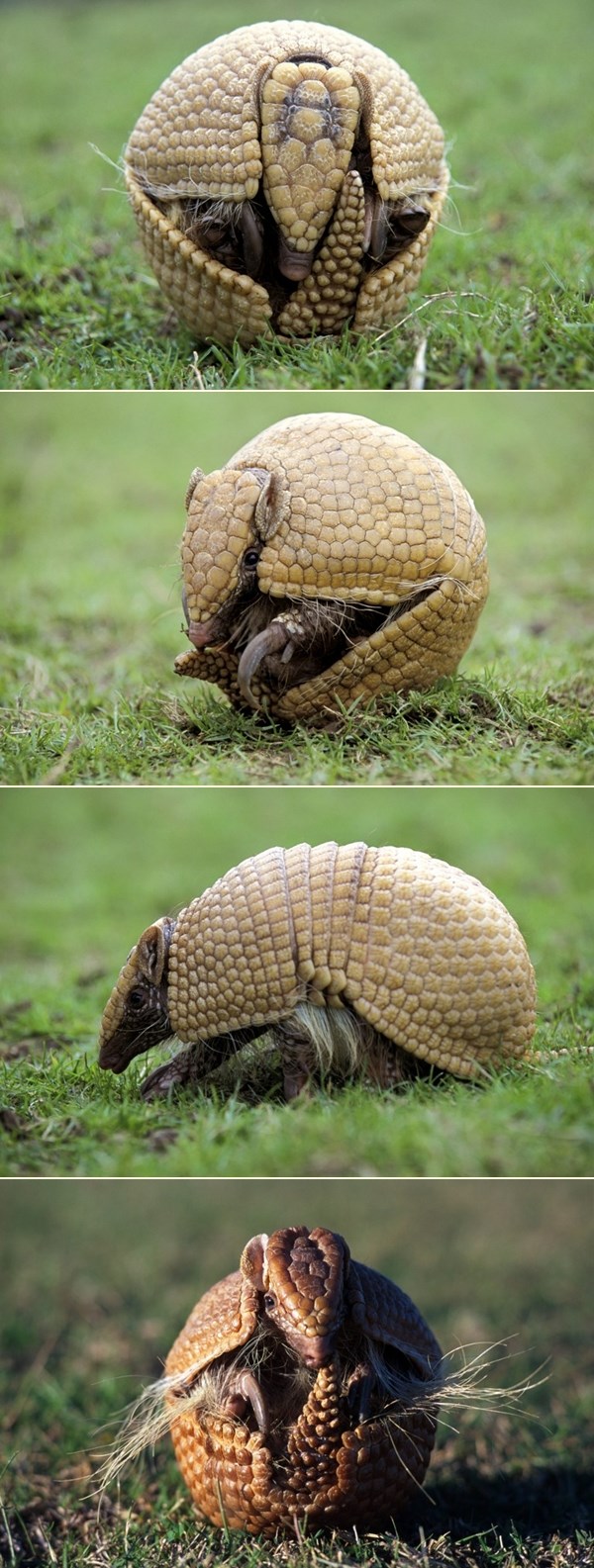 Otvara se k'o Pokemon: Znate li koja je ovo životinja?