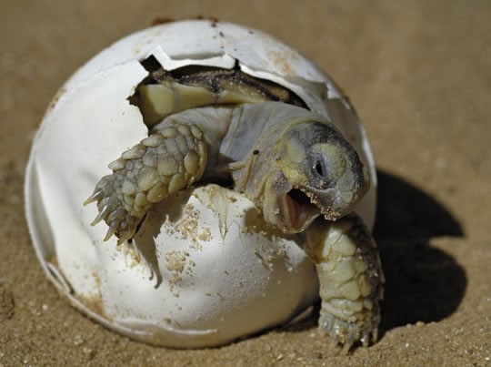 Ajmo, živote, navali, da te vidim!