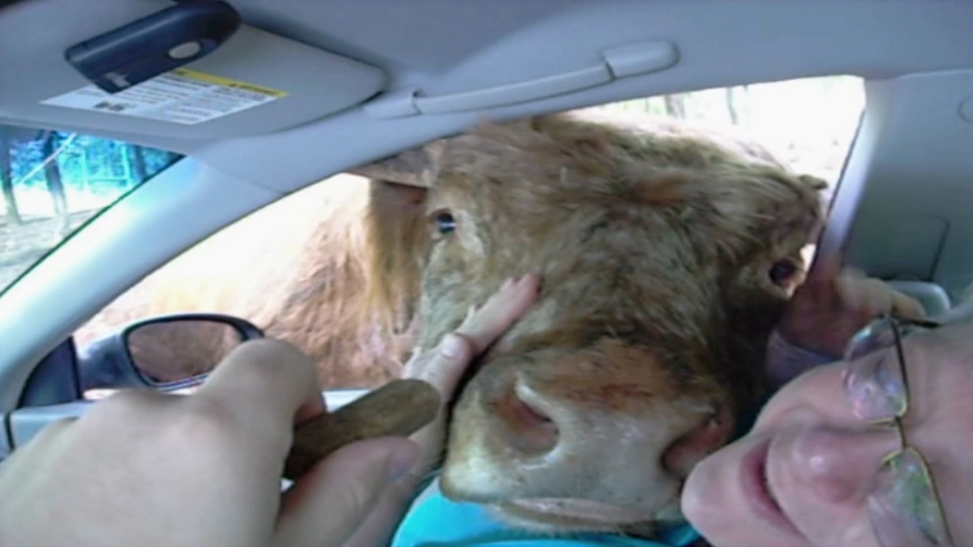 VIDEO: Krava se pomamila za ovim specijalitetom i "napala" putnike jezikom!